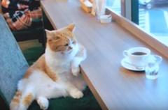 クリープを入れないコーヒーなんて ネコへのボケ ボケて Bokete