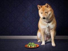 飼い主に食べ残したブロッコリーを押し付けられた 犬へのボケ ボケて Bokete
