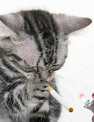 待て けっこう毛だらけ猫灰だらけになっちまうじゃねぇか ネコへのボケ ボケて Bokete