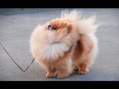 西川貴教の愛犬 犬へのボケ ボケて Bokete 西川貴教の愛犬 犬へのボケ ボケて Bokete