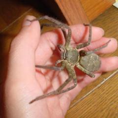 ゴキ攻撃専門アシダカ軍曹 15年04月09日の動物のボケ 3090 ボケて Bokete