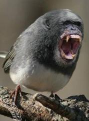 うほーほけきょ 鳥へのボケ ボケて Bokete