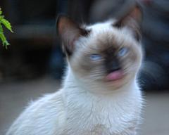 周りが白くて顔が黒い猫知らない？ - ネコへのボケ[51730974] - ボケて 