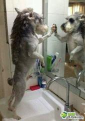 ソフトモヒカンになってるか家の鏡で確認 犬へのボケ ボケて Bokete