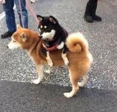 犬タウロス 犬へのボケ ボケて Bokete