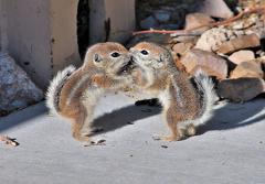 リアルチップとデール リスへのボケ ボケて Bokete