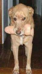 ディルド犬 19年09月09日の動物のボケ ボケて Bokete