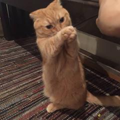 エコーズact 3 スリーフリーズ ネコへのボケ ボケて Bokete