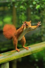 肉食女子のアプローチがヤバい リスへのボケ ボケて Bokete