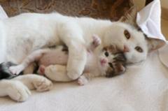 奥さん返すもの返してもらえないんだったらその娘に猫カフェに行ってもらうかいの この子だけはダメよ ネコへのボケ ボケて Bokete