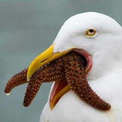 魚目掛けて突っ込んだら隣の岩場に口開けたまま激突 そして口に違和感 動物群へのボケ ボケて Bokete