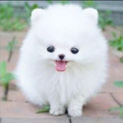 まっくろくろすけのアルビノ 犬へのボケ ボケて Bokete