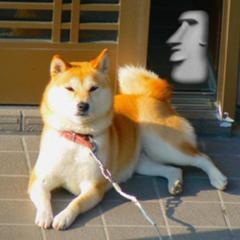 おわかりだろうか 前方でこちらを見つめる犬の霊 住人が3年前に飼っていたという柴犬の地縛霊が写ったのだろうか ペットへのボケ ボケて Bokete