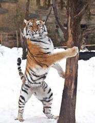 社長さんに甘える はあちみつうたあべたあいなあ 危ない これはハニー虎プーだ 虎へのボケ ボケて Bokete