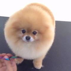 夏だから丸刈りにして とは言ったけど 犬へのボケ ボケて Bokete