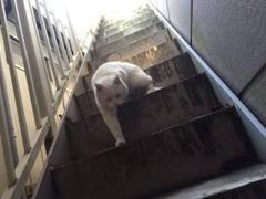 痩せたな トキ フッだがまだ生きている 15年11月28日の動物のボケ ボケて Bokete