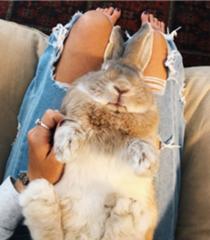 あ ヤバイ 発情期来たかも うさぎへのボケ ボケて Bokete