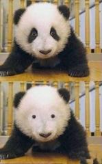 黒ギャルメイク ビフォアアフター やってみた パンダへのボケ ボケて Bokete