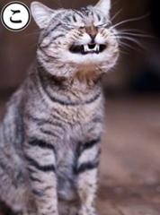 こんなに苦しいのなら 悲しいのなら 愛などいらぬ 頰ひげへのボケ ボケて Bokete