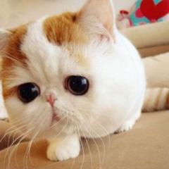 峯岸みなみ 猫 ペットへのボケ ボケて Bokete