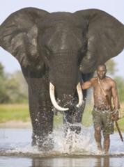 ウンバホ君の愛車だそう 象へのボケ ボケて Bokete