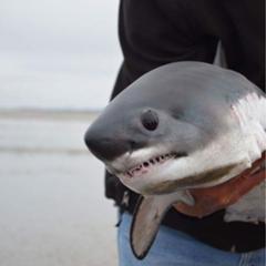 サメの話しようぜ 魚へのボケ ボケて Bokete サメの話しようぜ 魚へのボケ ボケて Bokete