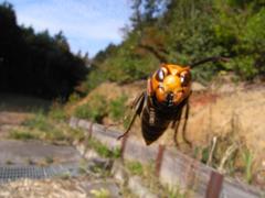 ゆうさく視点 昆虫へのボケ ボケて Bokete