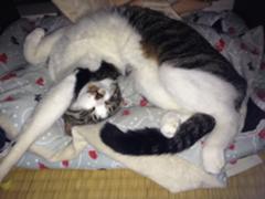 いつもニコニコあなたの隣に這い寄る混沌 ニャルラトホテプ です ひねりへのボケ ボケて Bokete