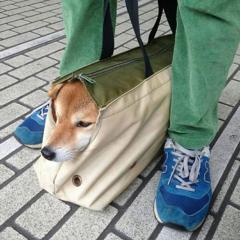 ワンダバダバダバ ワンダバダバダバ 犬へのボケ ボケて Bokete