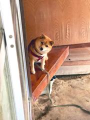 めちゃでかい蜘蛛がいた タカアシグモだった 犬へのボケ ボケて Bokete