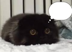 メインクーン メイクイーン状態 ネコへのボケ ボケて Bokete