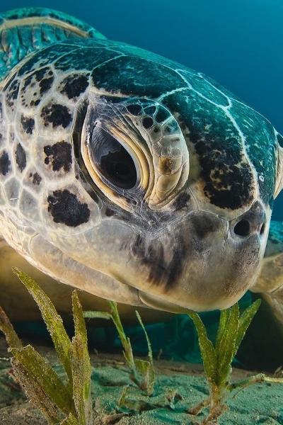 ホークスビル海亀の面白ネタ 写真 画像 の人気まとめ ラベル ボケて Bokete ページ15 ホークスビル海亀の面白ネタ 写真 画像 の人気まとめ ラベル ボケて Bokete ページ15