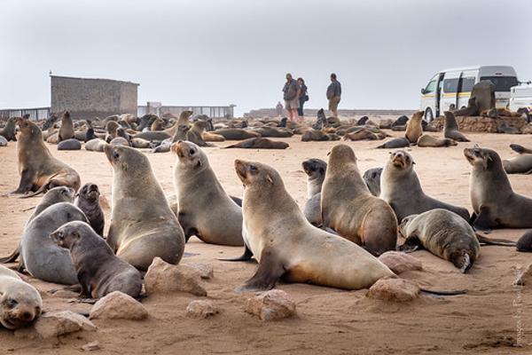 オットセイのお題一覧 ボケて Bokete