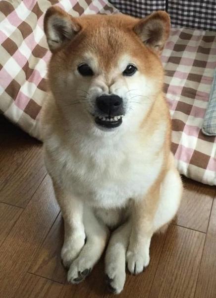 待ってご主人、屁で浮くから 犬へのボケ[53926948] ボケて（bokete）