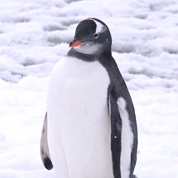 ペンギンの面白ネタ 写真 画像 の人気まとめ ラベル ボケて Bokete ページ7