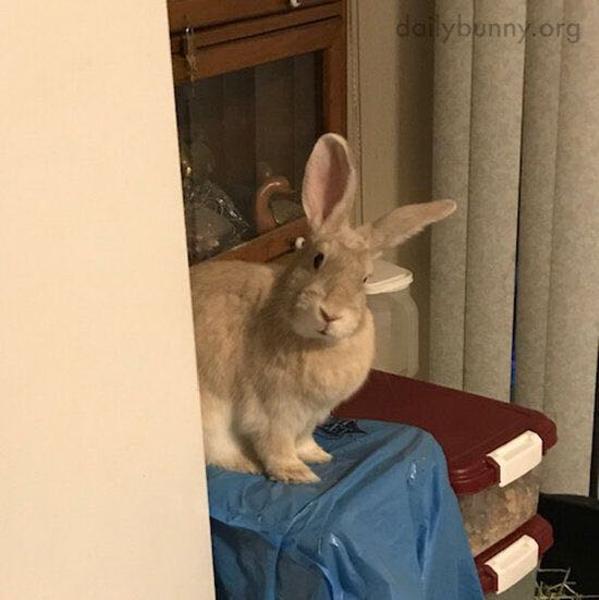 うさぎの面白ネタ 写真 画像 の人気まとめ ラベル ボケて Bokete ページ33