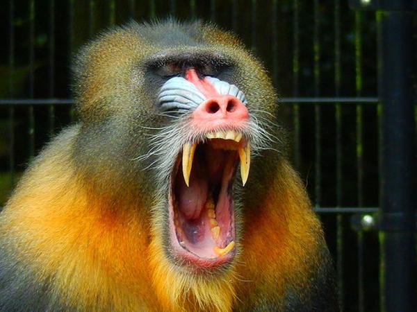 マンドリルの面白ネタ 写真 画像 の人気まとめ ラベル ボケて Bokete ページ8