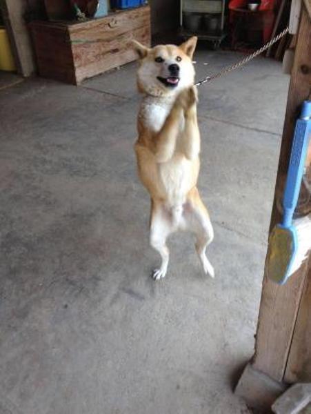 散歩お願い 散歩お願い 散歩お願い 犬へのボケ[47502471] ボケて（bokete）