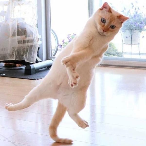 猫が可愛くてピアノが弾けないですね 皆様の お陰ですさんが メトロノームが可愛い に星を3個つけました ボケて Bokete