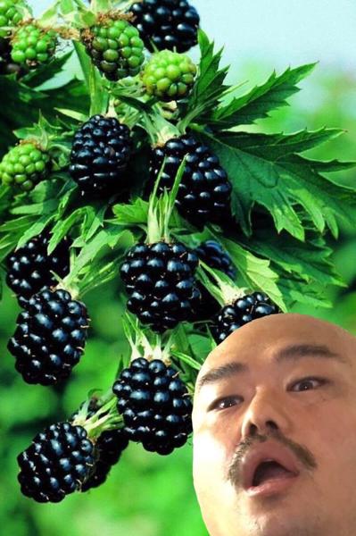 デューベリーの面白ネタ 写真 画像 の人気まとめ ラベル ボケて Bokete