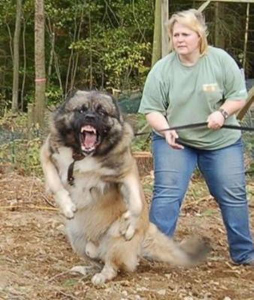 白人シェパード犬の面白ネタ 写真 画像 の人気まとめ ラベル ボケて Bokete ページ29