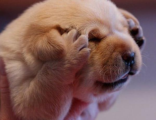 子犬の面白ネタ 写真 画像 の人気まとめ タグ ボケて Bokete ページ2