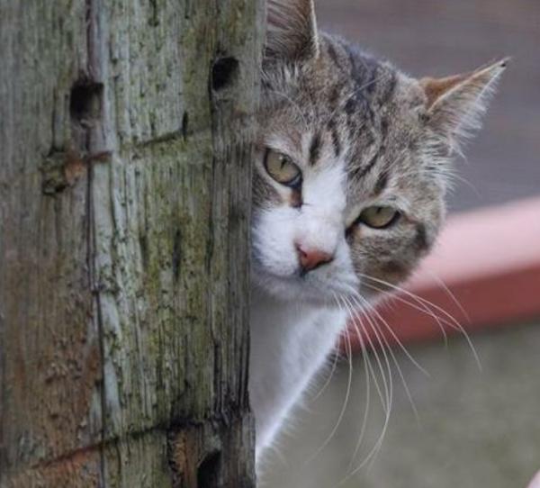 年08月01日朝ごろに投稿されたgさんのお題 ボケて Bokete