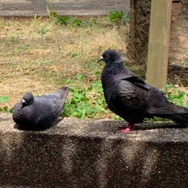 鳩のお題一覧 ボケて Bokete