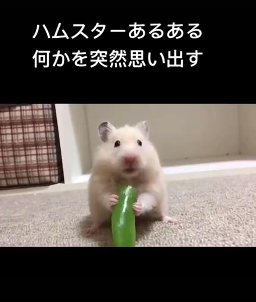 わろち 明日の猫さんが 思い出した衝撃で忘れる に星を3個つけました ボケて Bokete