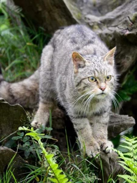 ピクシーボブ猫の面白ネタ 写真 画像 の人気まとめ ラベル ボケて Bokete ページ ピクシーボブ猫の面白ネタ 写真 画像 の人気まとめ ラベル ボケて Bokete ページ