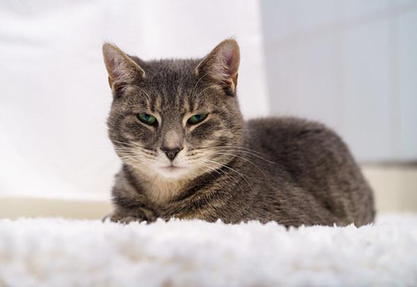 ｸﾝｸﾝ そう 猫カフェは楽しかった ですか Rick さんが 飼い主から他の猫と戯れていた臭いがした に星を1個つけました ボケて Bokete