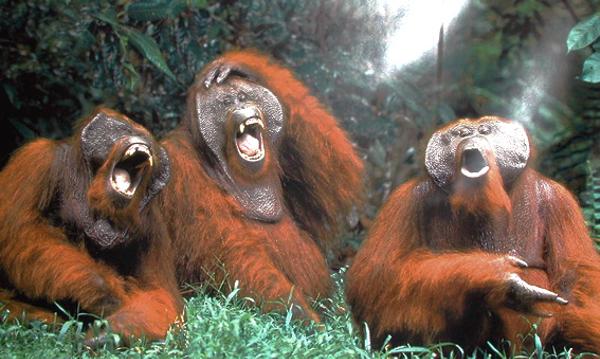 オランウータンの面白ネタ 写真 画像 の人気まとめ ラベル ボケて Bokete ページ154