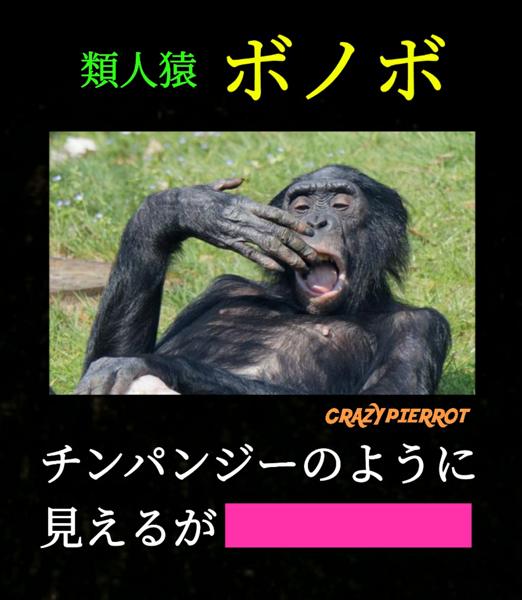 さるの面白ネタ 写真 画像 の人気まとめ タグ ボケて Bokete