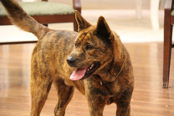 カイケンの面白ネタ 写真 画像 の人気まとめ ラベル ボケて Bokete